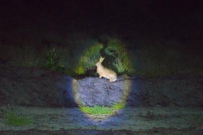 Lepus europaeus