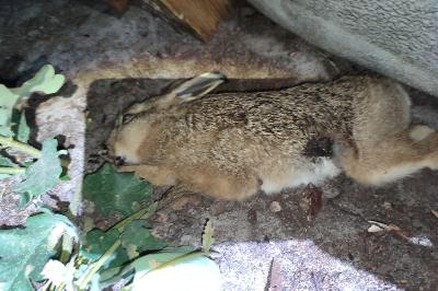 Lepus europaeus