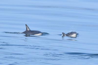Delphinus delphis