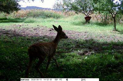 Capreolus capreolus