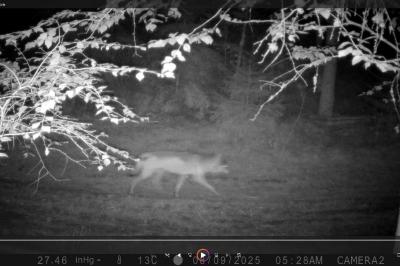 Canis lupus