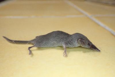 Suncus etruscus