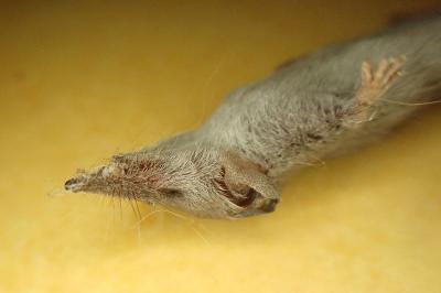 Suncus etruscus