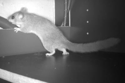 Glis glis