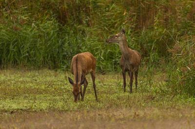 Cervus elaphus