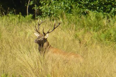 Cervus elaphus