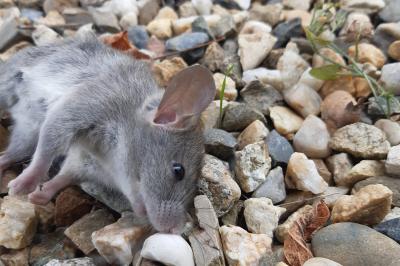 Rattus rattus