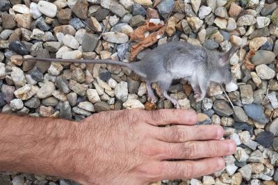 Rattus rattus