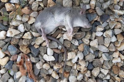 Rattus rattus