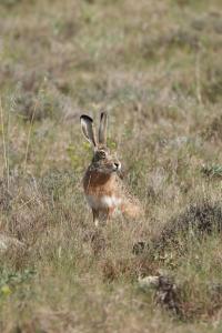 Lepus granatensis