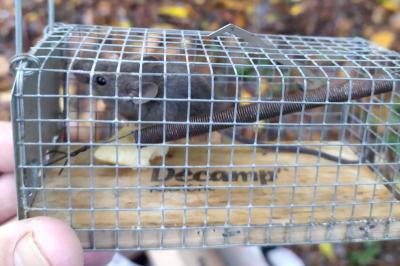 Mus musculus