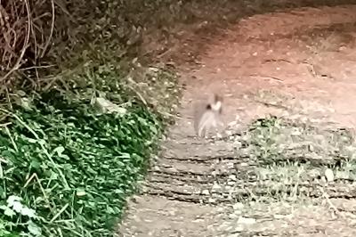 Oryctolagus cuniculus