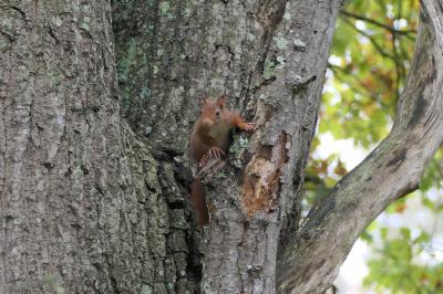 Sciurus vulgaris