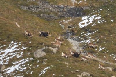 Capra pyrenaica victoriae