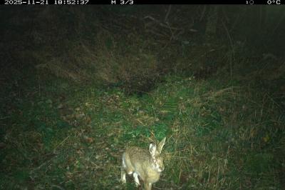 Lepus europaeus