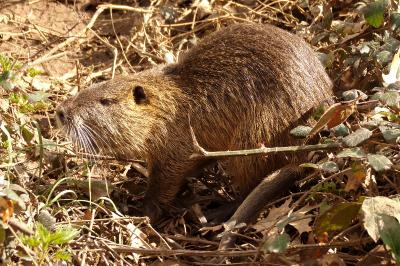 Myocastor coypus
