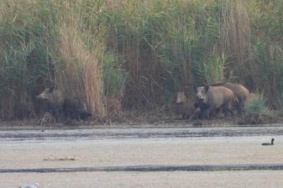 Sus scrofa