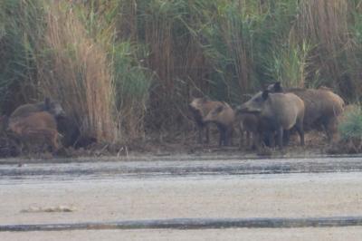 Sus scrofa