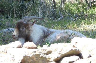 Capra hircus