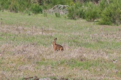 Lepus europaeus