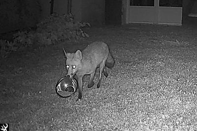 Vulpes vulpes
