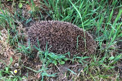 Erinaceus europaeus