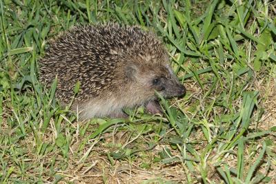 Erinaceus europaeus
