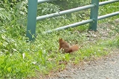 Sciurus vulgaris