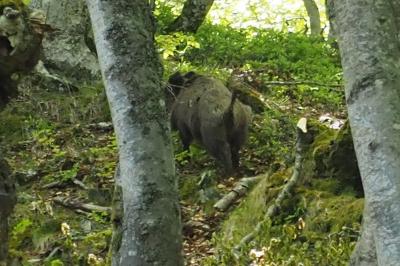Sus scrofa