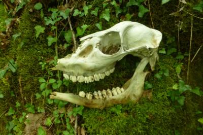 Cervus elaphus