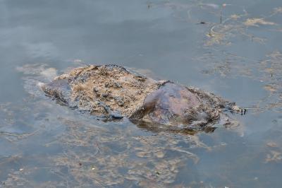 Myocastor coypus