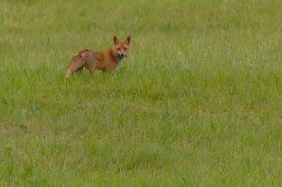 Vulpes vulpes vulpes