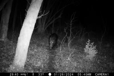 Sus scrofa scrofa