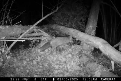 Vulpes vulpes vulpes