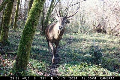 Cervus elaphus