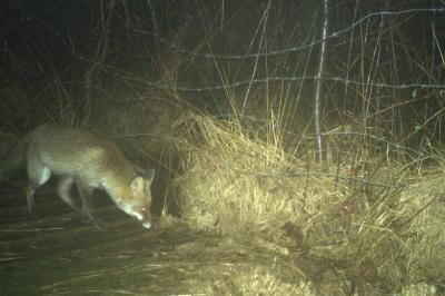 Vulpes vulpes