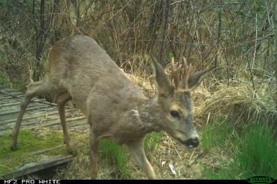Capreolus capreolus