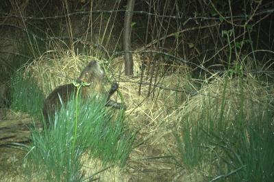 Myocastor coypus