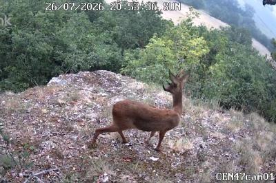 Capreolus capreolus