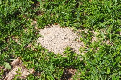 Talpa europaea