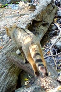 Felis silvestris
