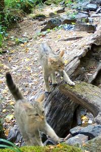 Felis silvestris