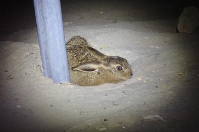 Lepus europaeus