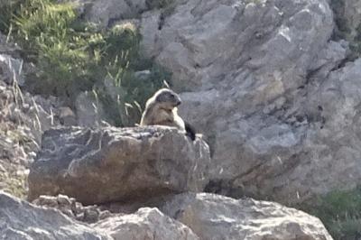 Marmota marmota