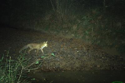 Vulpes vulpes