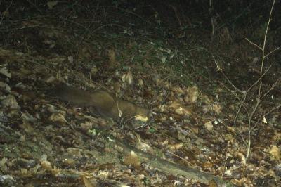 Martes martes