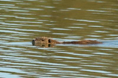Myocastor coypus