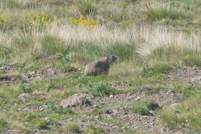 Marmota marmota