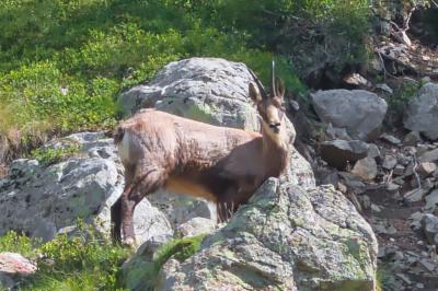 Rupicapra rupicapra