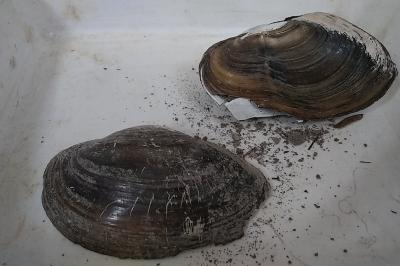 Anodonta cygnea